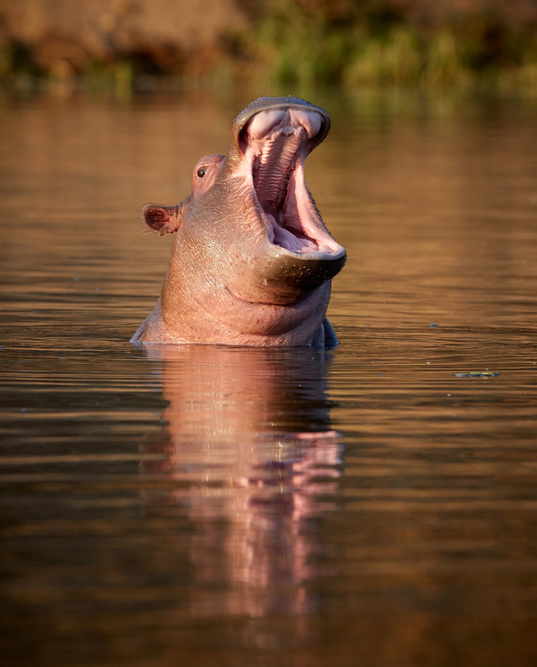 Hippopotamus calling from the water in Zambia