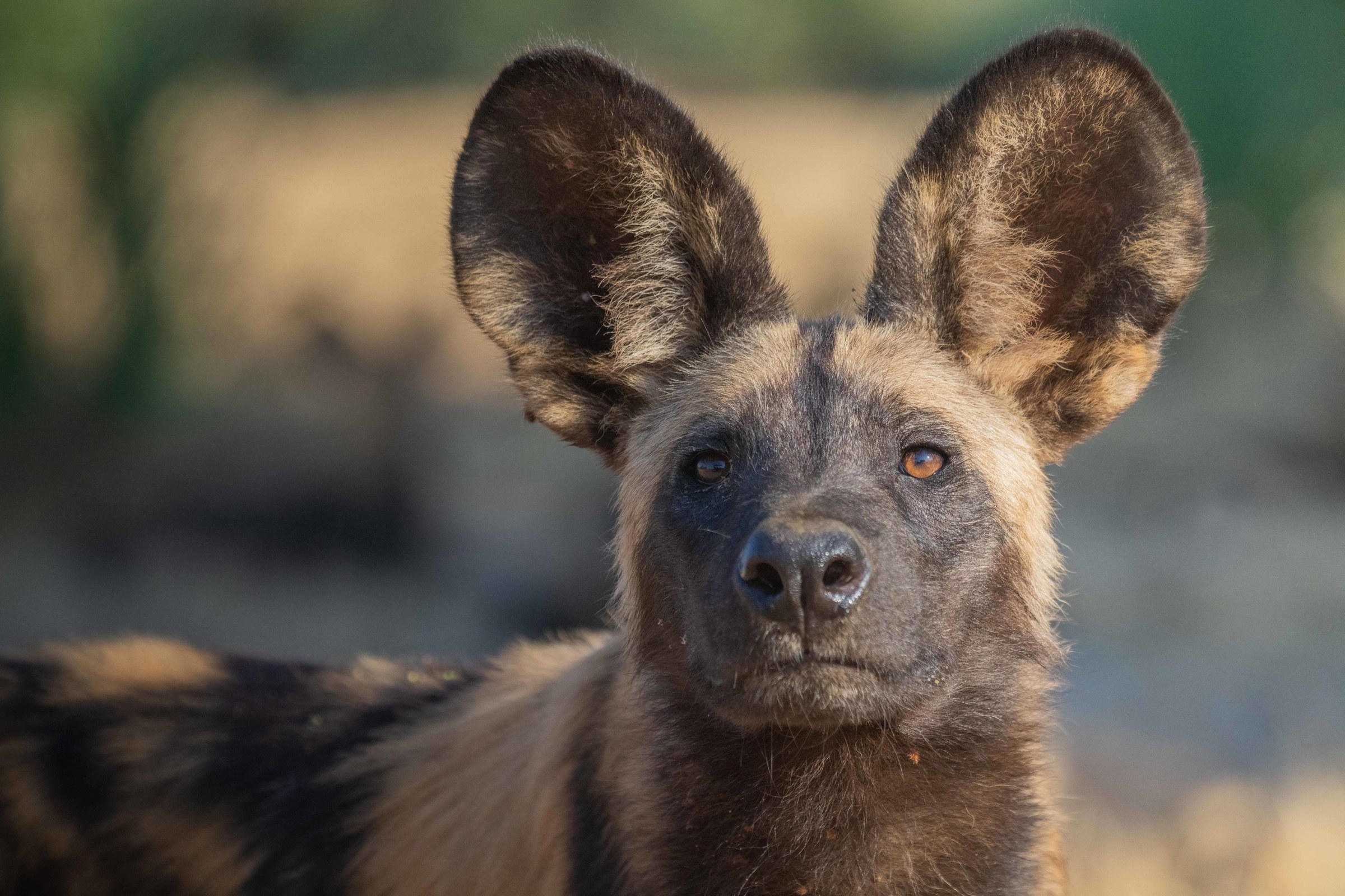 African wild dog looking towards the camera in Zambia