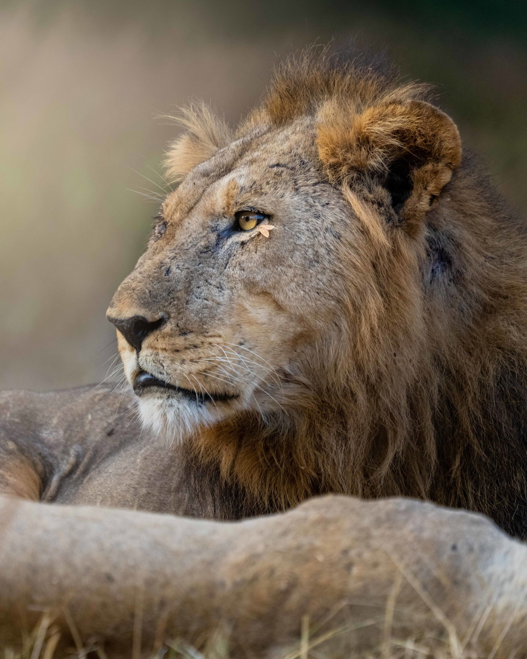 Male lion resting in Zambia