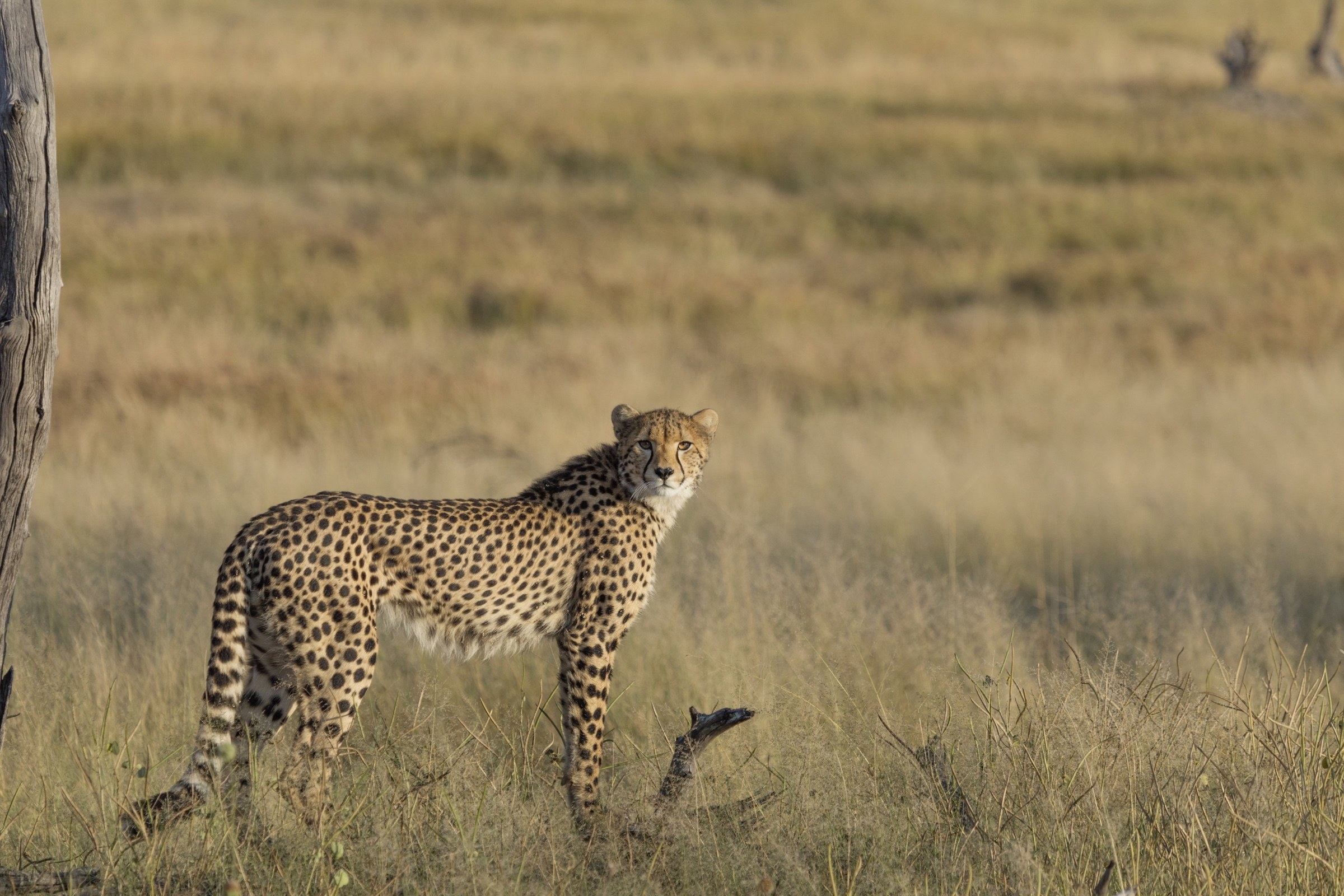 Cheetah standing in dry grass in Hwange National Park