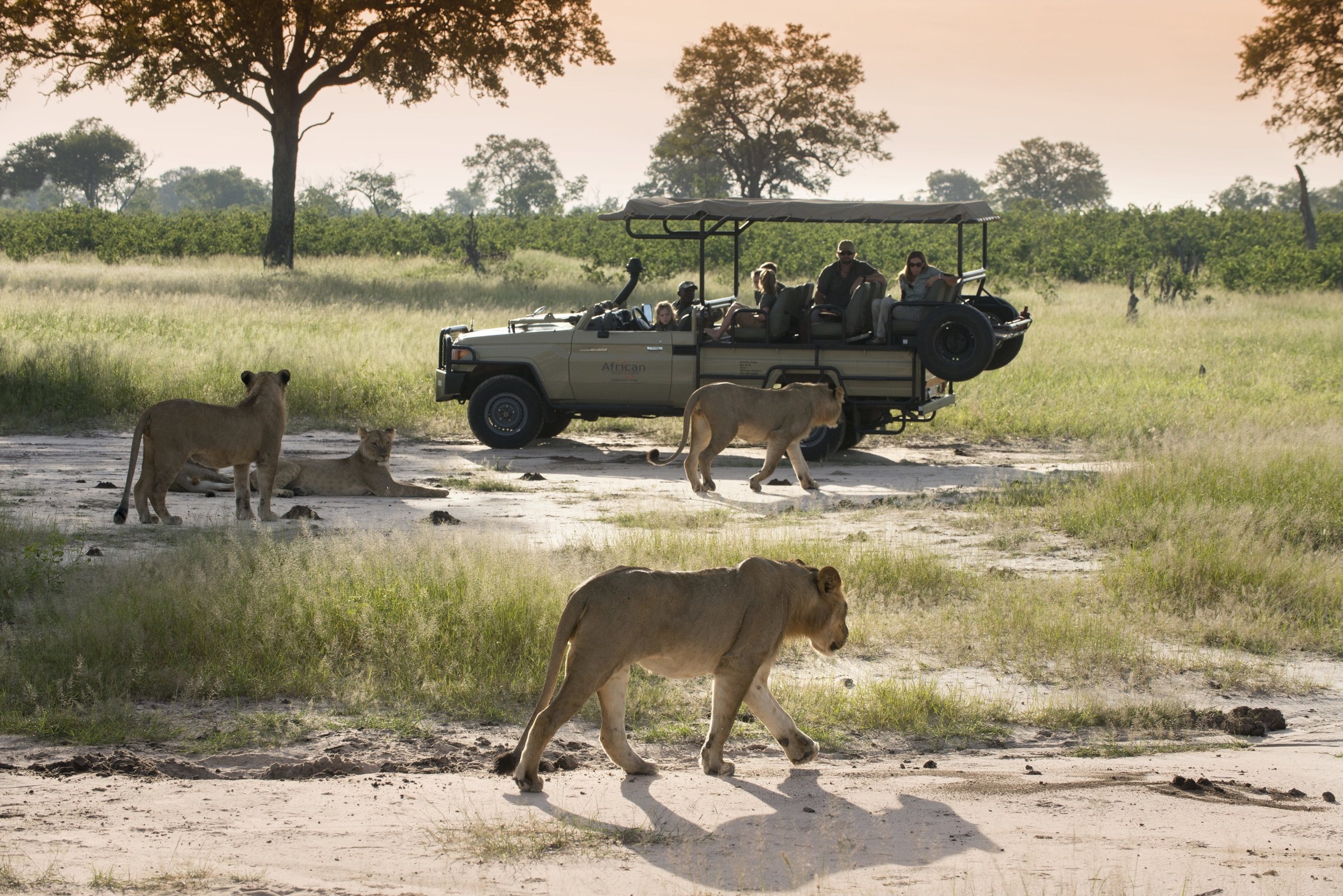 Lionesses around an open safari vehicle in Hwange