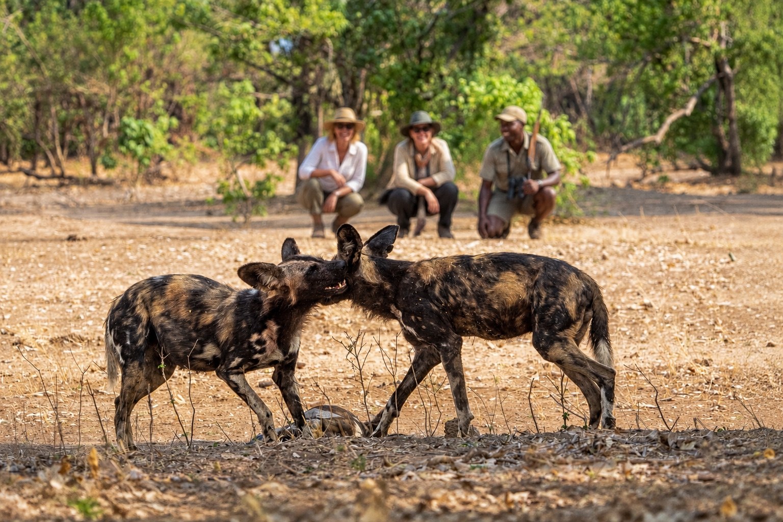 African wild dogs in the foreground with travellers and their guide behind them in Mana Pools