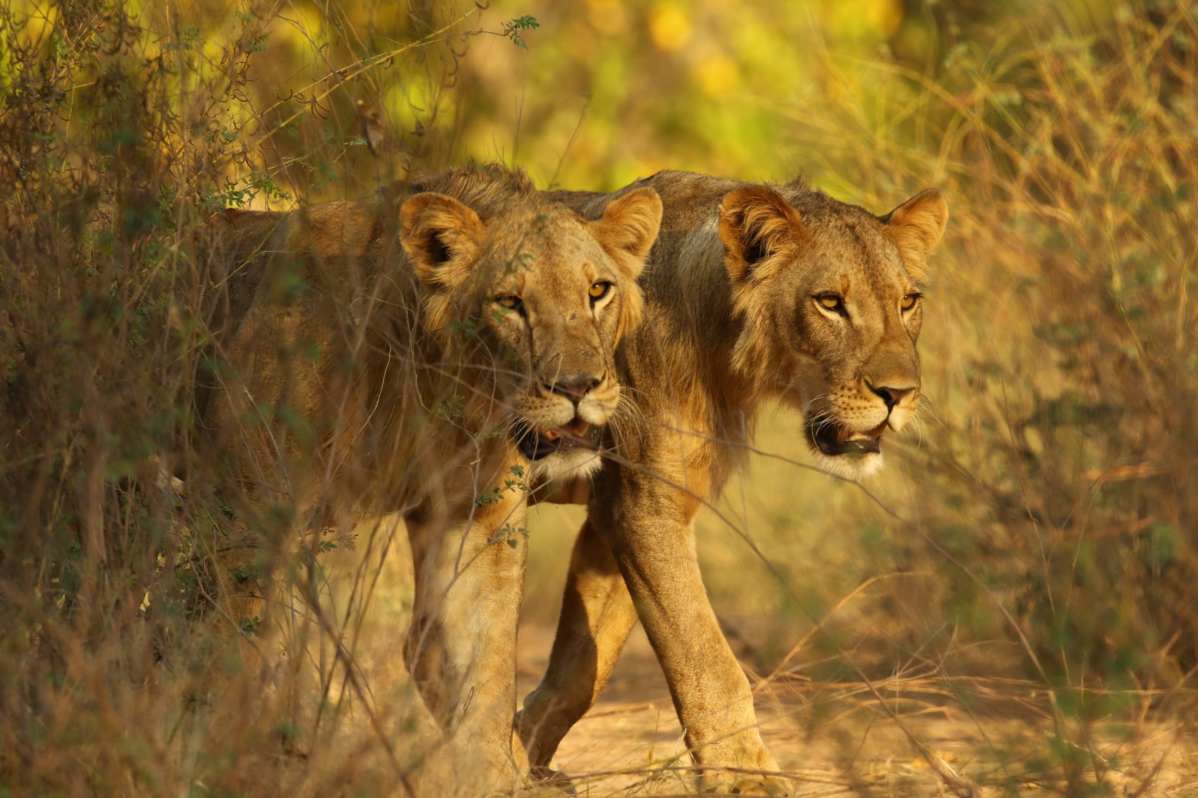 Two young lions moving through golden vegetation in Mana Pools