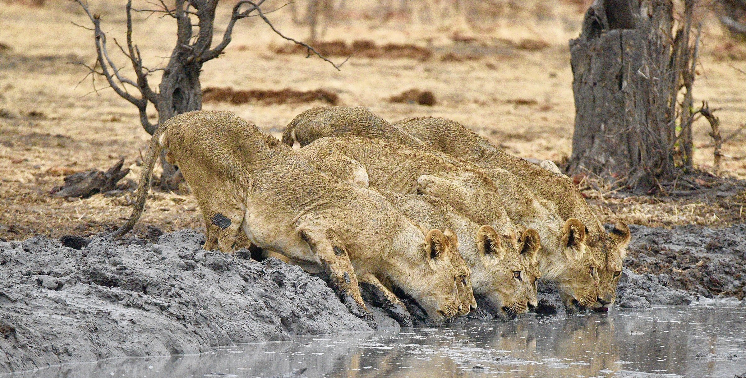 Botswana safari in dry season with concentrated wildlife