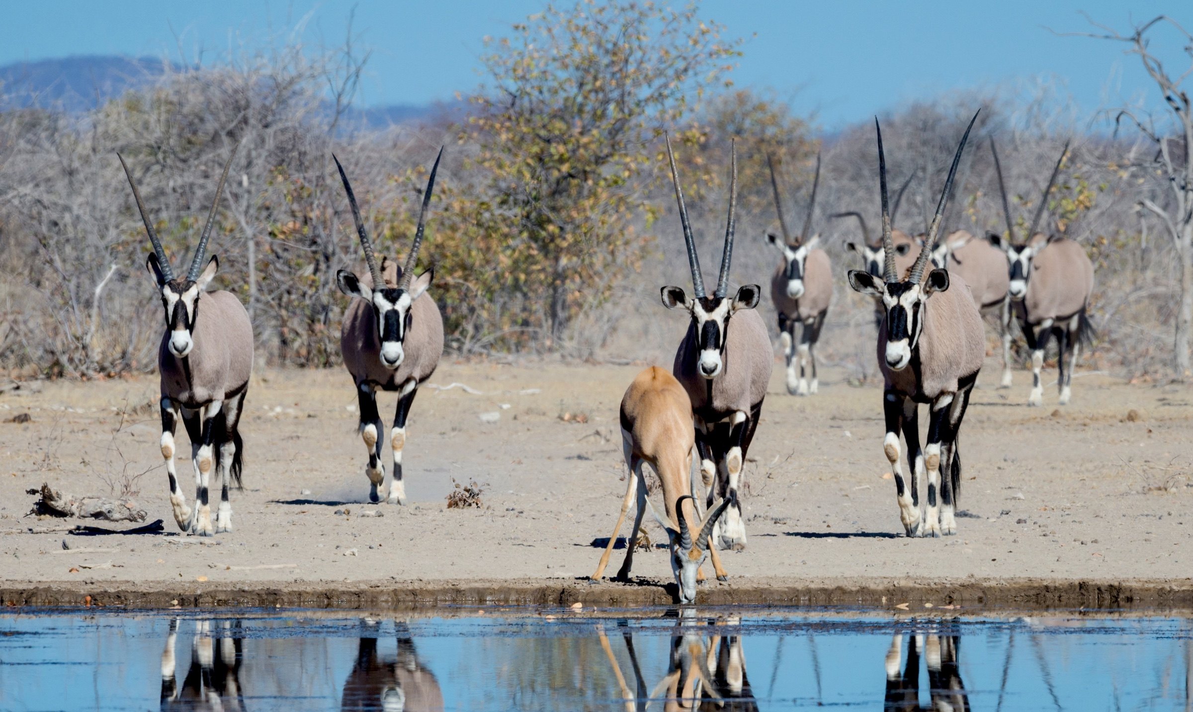 Oryx and a springbok gathered at a waterhole in Namibia’s Etosha landscape