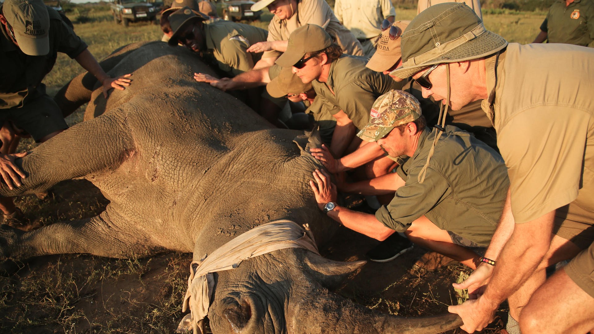 Rhino conservation fieldwork in South Africa