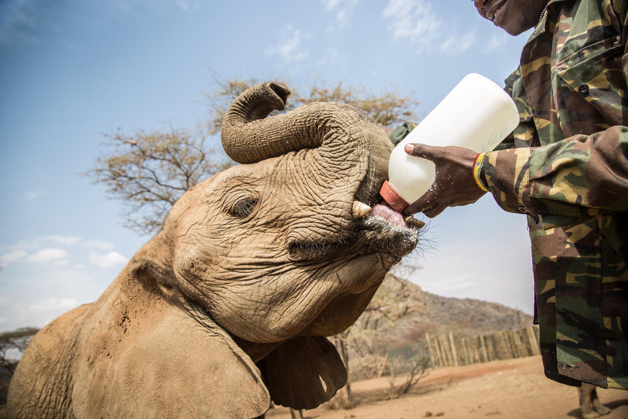 Elephant care and community conservation in East Africa