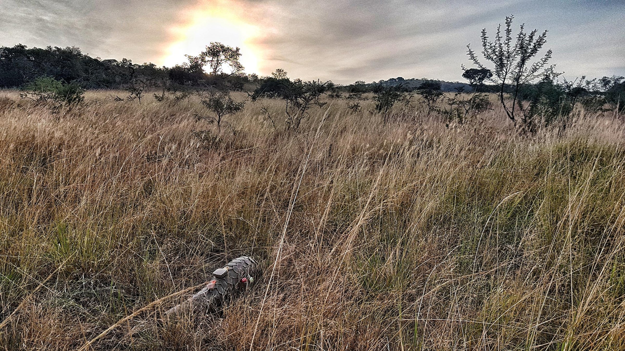 Wildlife monitoring and conservation fieldwork in an African reserve