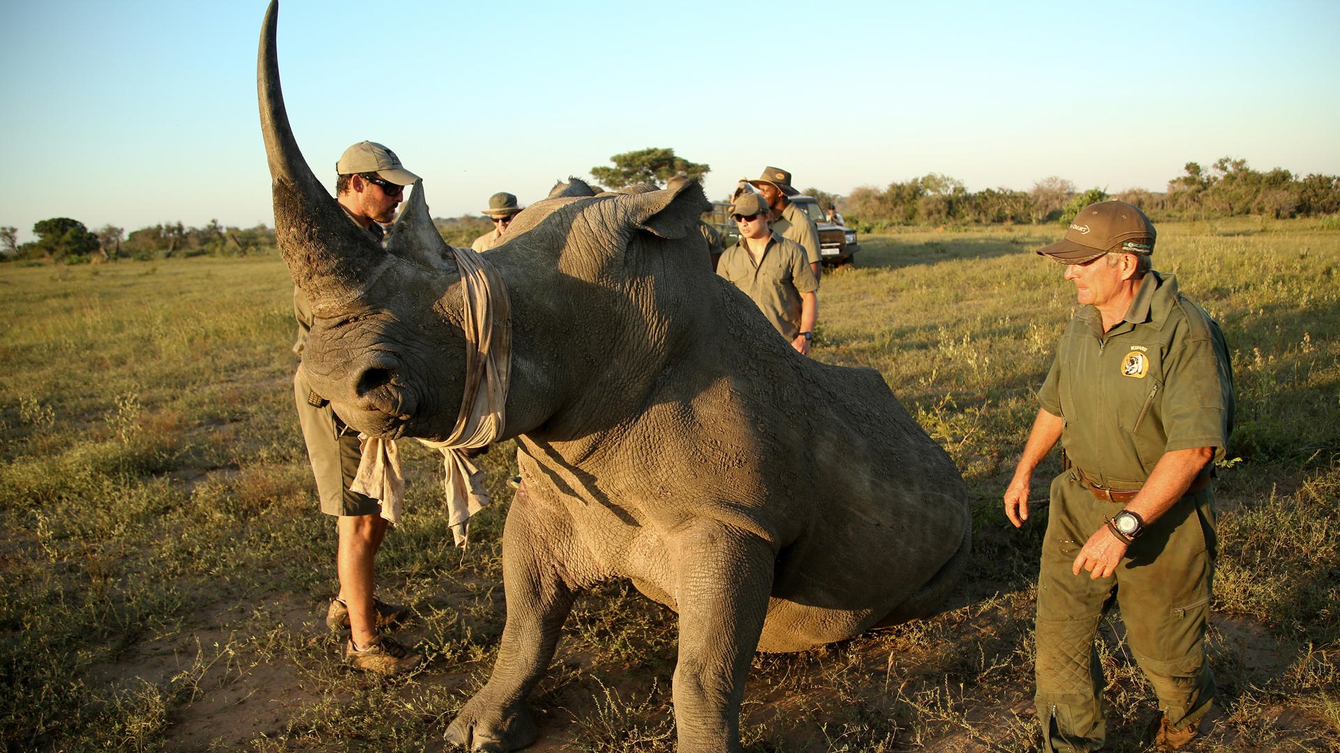 Conservation fieldwork or anti-poaching activity in Africa