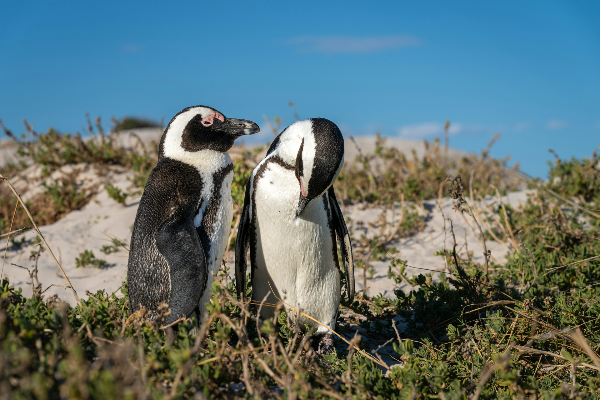 Cape Town peninsula and coast chapter